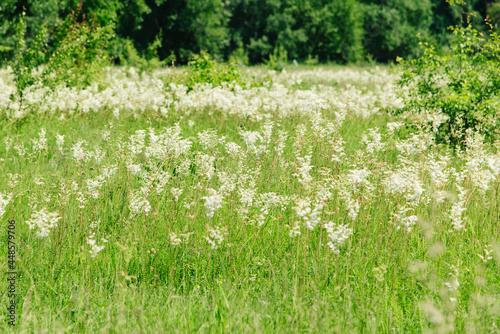Meadowsweet, or Labaznik (lat. Filipéndula) is a genus of perennial grasses of the Rosaceae family. Meadow on a sunny summer day. 