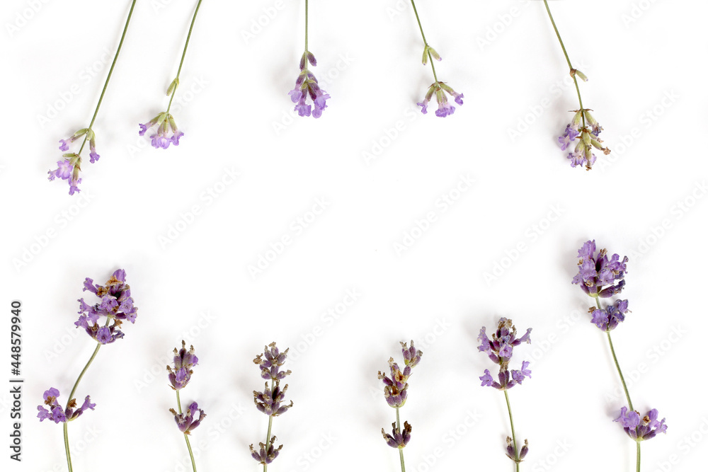 lavender sprigs with flowers are arranged in an oval on a white background top view. fragrant delicate frame lavender sprigs with flowers are arranged in an oval on a white background top view. fragrant delicate frame