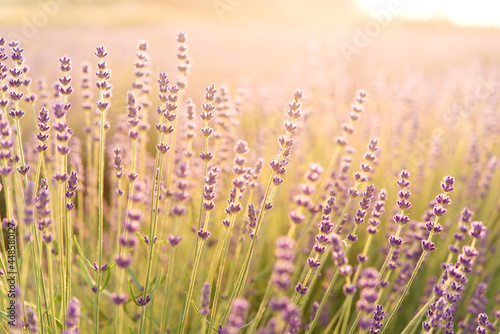 Panorama of lavender field morning summer blur background. Summer lavender. Floral background. Shallow depth of field 