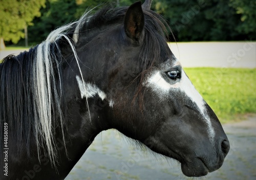 Portrait of horse close eyes detail