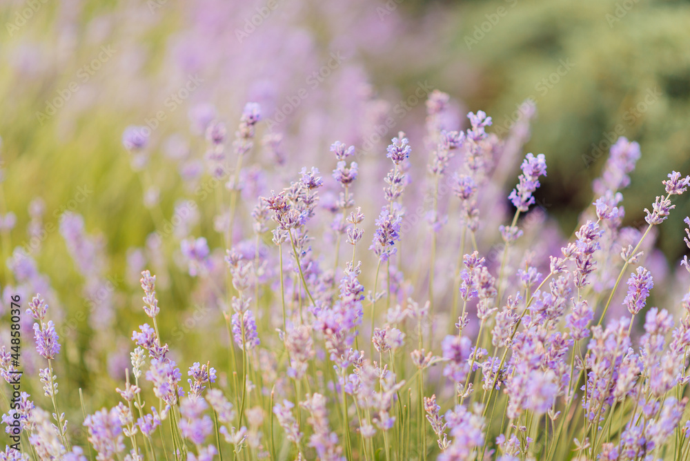 Obraz premium Panorama of lavender field morning summer blur background. Summer lavender. Floral background. Shallow depth of field 