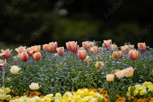 field of tulips