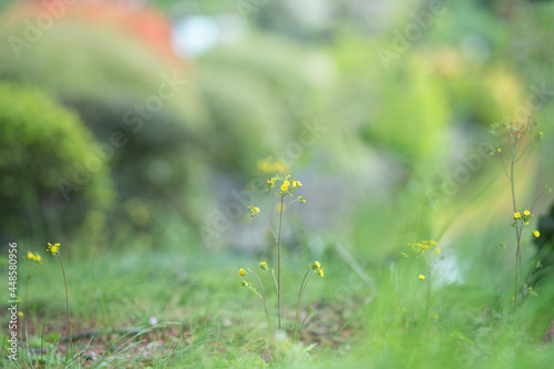 grass and flowers