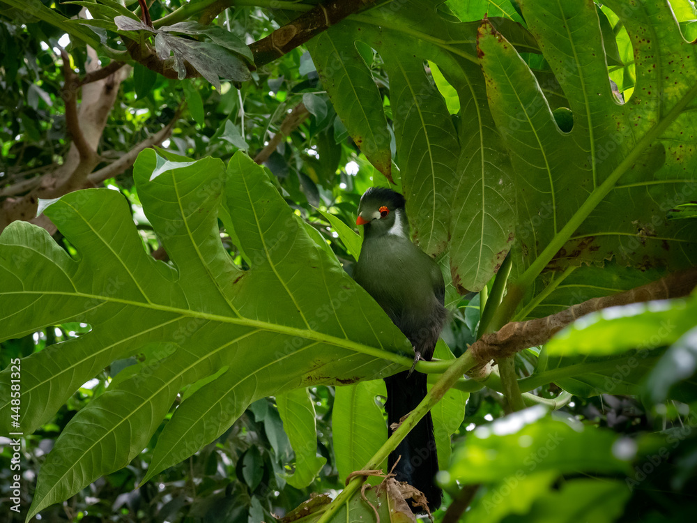 Fototapeta premium Hartlaub's turaco (Tauraco hartlaubi) is a species of bird in the family Musophagidae. It is found in Kenya, Tanzania, and Uganda.