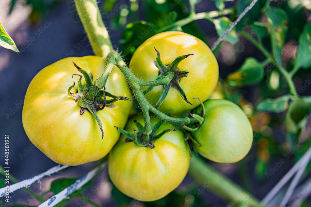 Garden tomatoes on the bush. Spicy vegetables on the farm. Growing natural tomatoes in natural conditions without pescides. Non-GMO products. Selective focus.