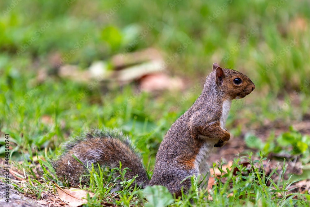 Exemplary of Sciurus Carolinensis, the gray squirrel native of North America that populates some Italian parks in the Region of Lombardy, Piedmont and Liguria Exemplary of Sciurus Carolinensis, the gray squirrel native of North America that populates some Italian parks in the Region of Lombardy, Piedmont and Liguria