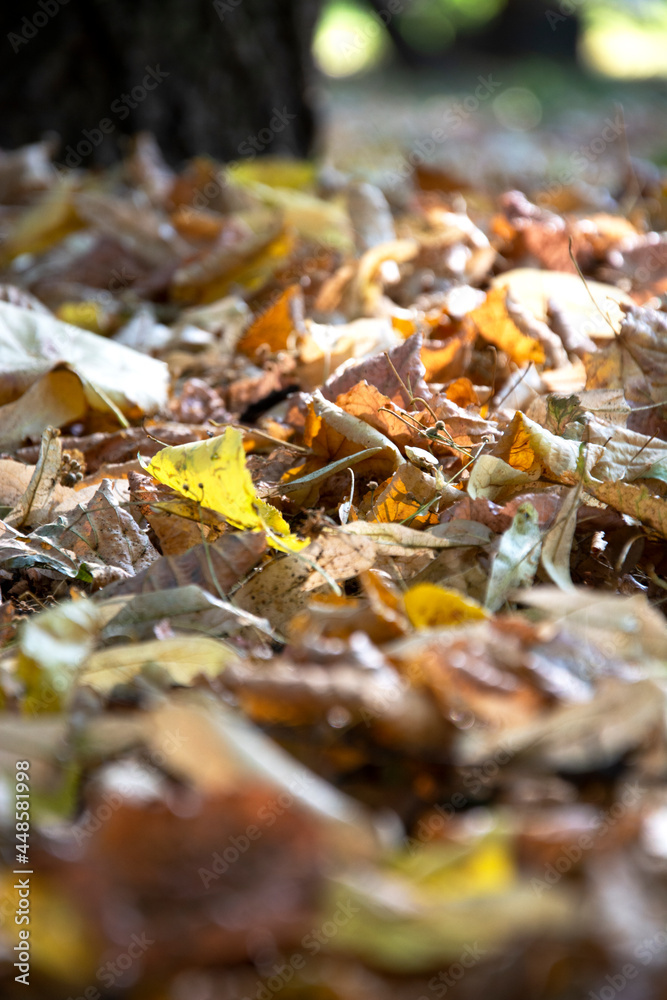 Obraz premium Dry autumn leaves out of focus. Autumn. Yellow old foliage on the ground in the park.