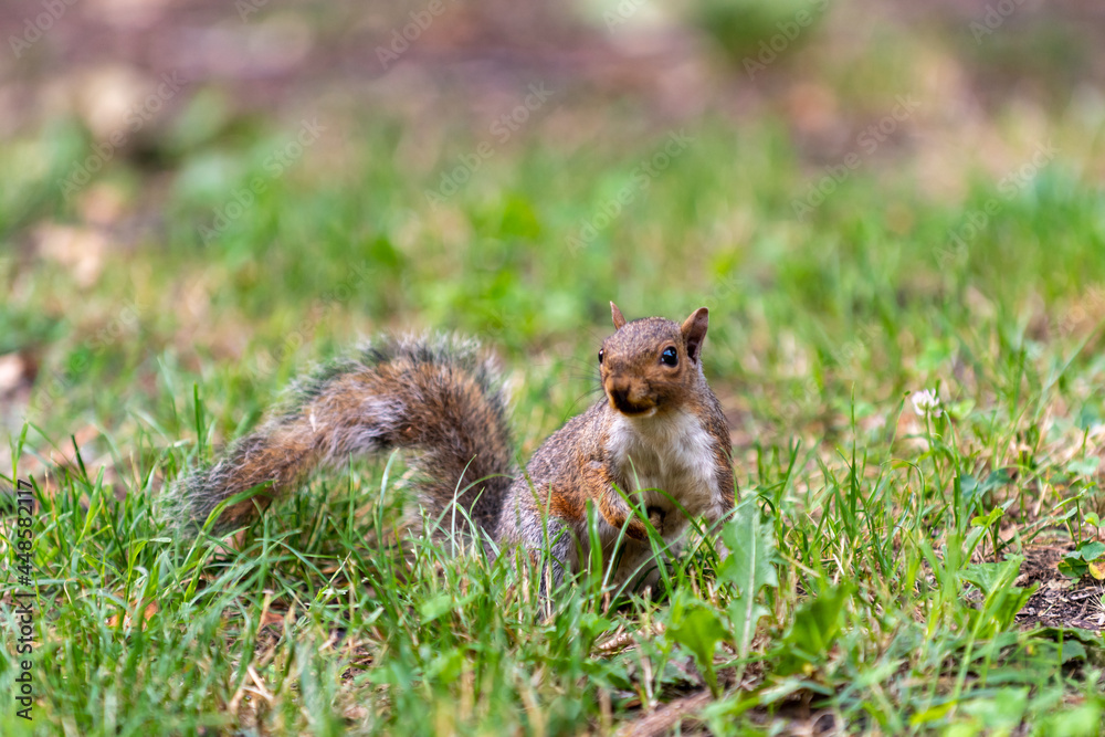 Obraz premium Exemplary of Sciurus Carolinensis, the gray squirrel native of North America that populates some Italian parks in the Region of Lombardy, Piedmont and Liguria