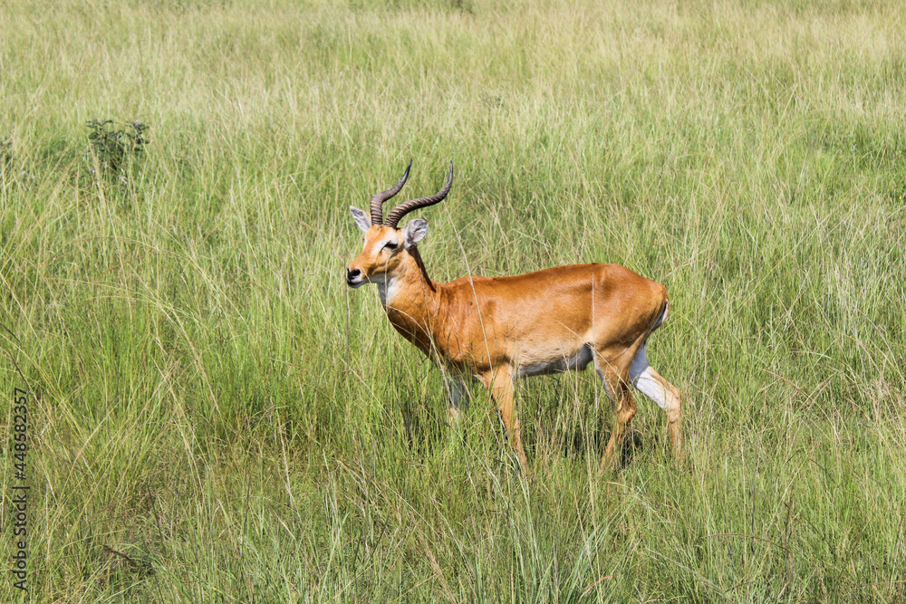 Impala in the savannah grasslands