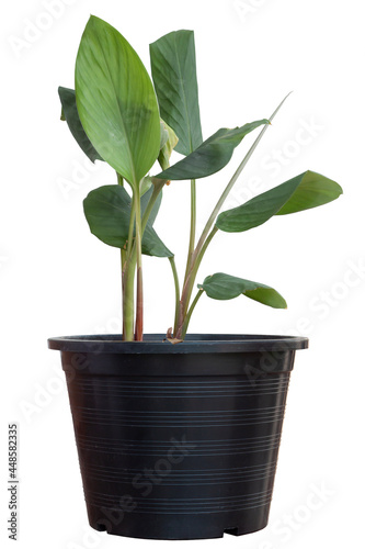 Seedling Kaempfer or Boesenbergia rotunda (L.) Mansf plant growing in black plastic pot, underground rhizome is a Thai herb and ingredients spices isolated on white background included clipping path.