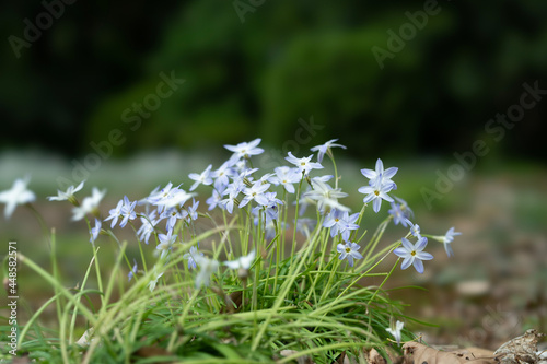 flowers in the forest