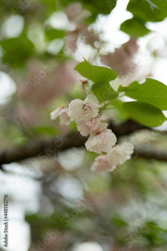 branch with flowers