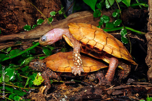 Chinesische Zacken-Erdschildkröte (Geoemyda spengleri) - Black-breasted leaf turtle photo