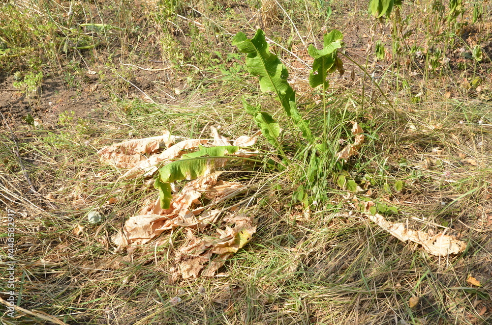 Horseradish bush grows in dry, sunny weather. Horseradish bush grows in dry, sunny weather.