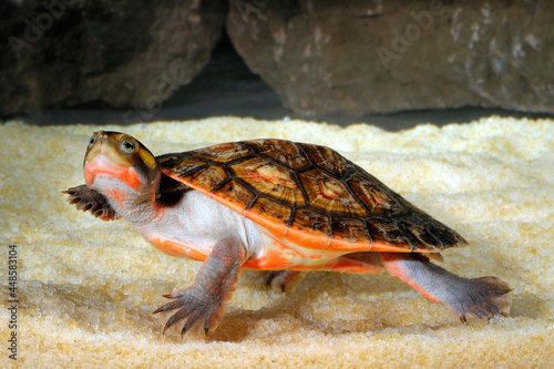 Red-bellied short-necked turtle // Rotbauch-Spitzkopfschildkröte (Emydura subglobosa) photo