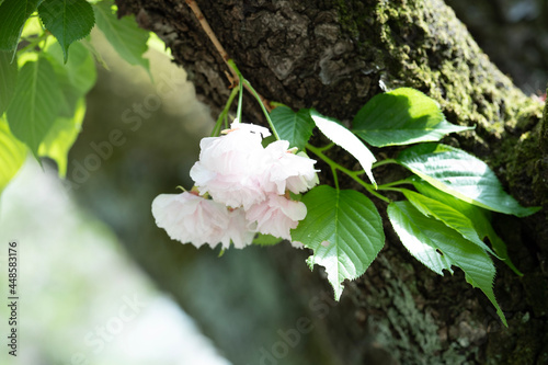 tree blossom