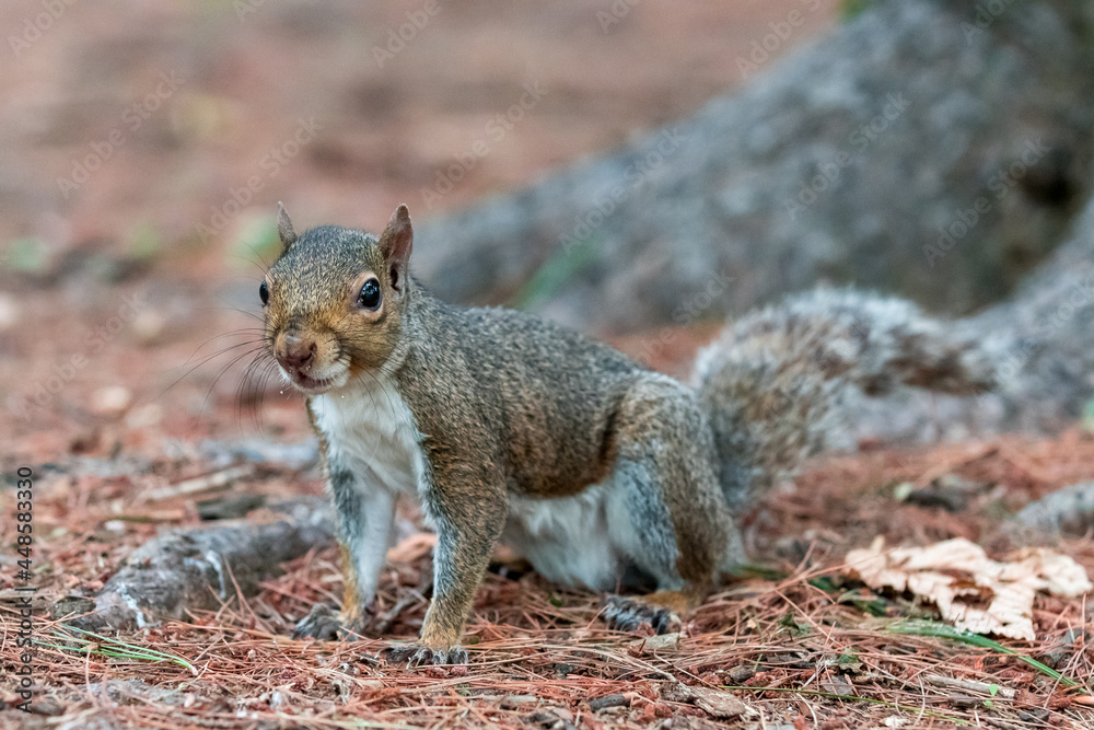 Exemplary of Sciurus Carolinensis, the gray squirrel native of North America that populates some Italian parks in the Region of Lombardy, Piedmont and Liguria Exemplary of Sciurus Carolinensis, the gray squirrel native of North America that populates some Italian parks in the Region of Lombardy, Piedmont and Liguria