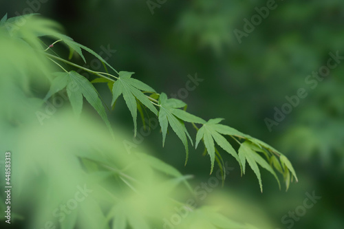 close up of grass
