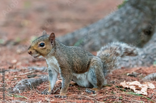 Exemplary of Sciurus Carolinensis, the gray squirrel native of North America that populates some Italian parks in the Region of Lombardy, Piedmont and Liguria © Marco Barbieri