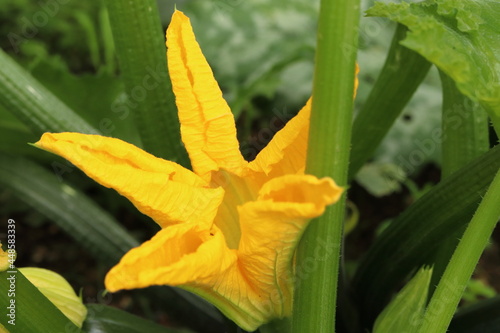 Cucurbita pepo, flower detail, male flower,