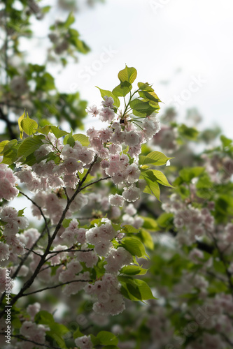 leaves in spring