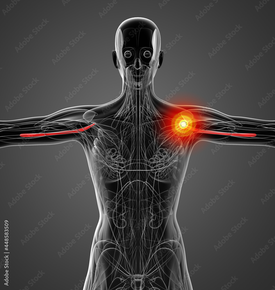 3d rendering medical illustration of the coracobrachialis 3d rendering medical illustration of the coracobrachialis