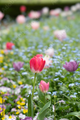 red tulips in the garden © iwaryo