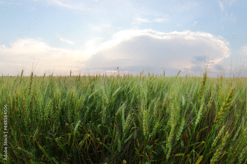 Beautiful view of wheat field, fish eye effect Beautiful view of wheat field, fish eye effect