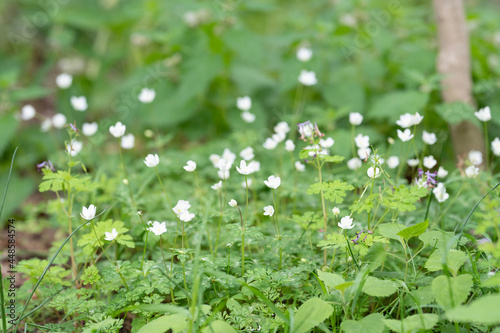 flowers in the grass