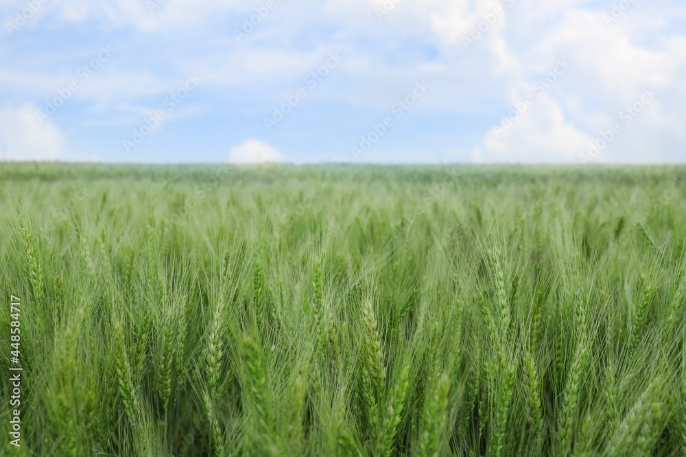 Beautiful view of field with ripening wheat Beautiful view of field with ripening wheat