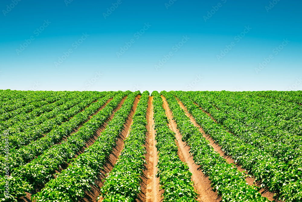Agricultural field with even rows of potato - obrazy, fototapety, plakaty 