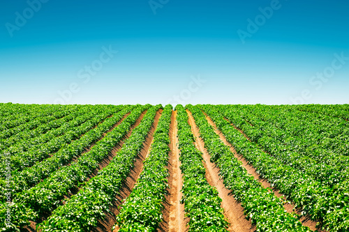 Canvas Print Agricultural field with even rows of potato