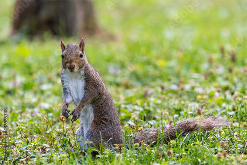 Exemplary of Sciurus Carolinensis, the gray squirrel native of North America that populates some Italian parks in the Region of Lombardy, Piedmont and Liguria