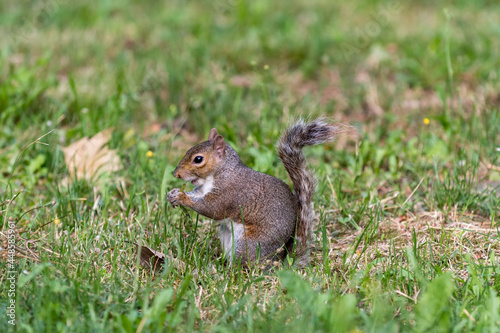 Exemplary of Sciurus Carolinensis, the gray squirrel native of North America that populates some Italian parks in the Region of Lombardy, Piedmont and Liguria