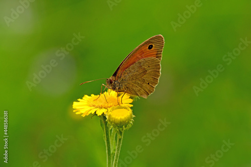 Meadow brown, butterfly on a yellow flower