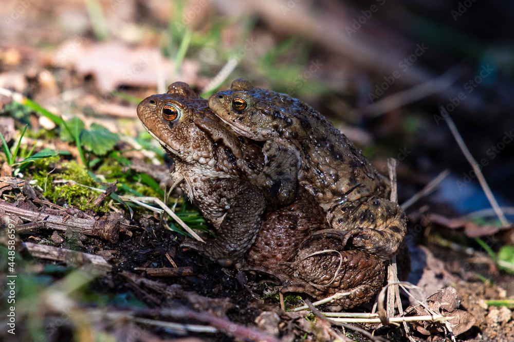 frog on the grass frog on the grass