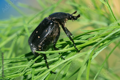 A black hermit beetle on the grass. Macro close-up.