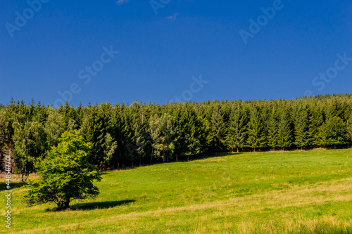 Sommer Spaziergang durch den Thüringer Wald bei Struth-Helmershof 