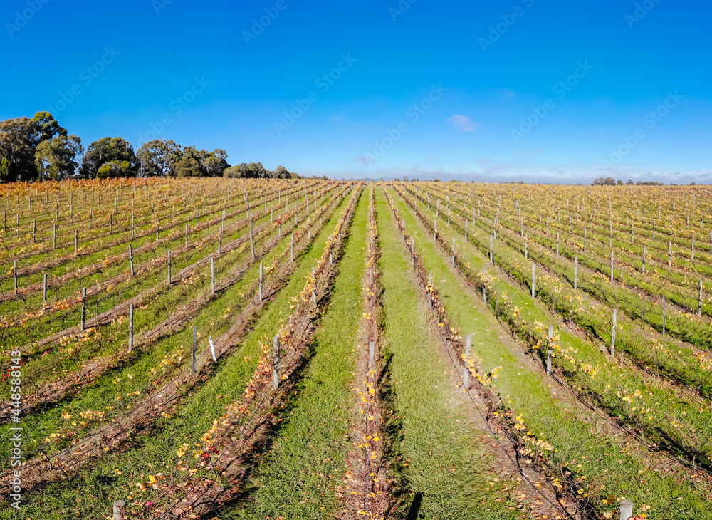 Yarra Valley Vineyard and Landscape in Australia Yarra Valley Vineyard and Landscape in Australia