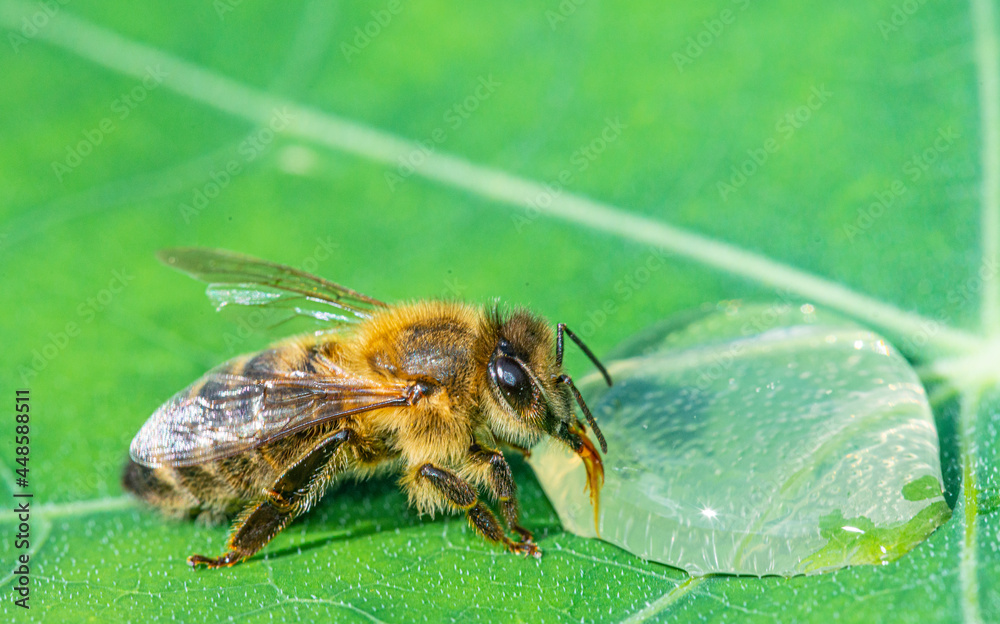 honey bee, Apis mellifera drinking water from a dewy leaf
