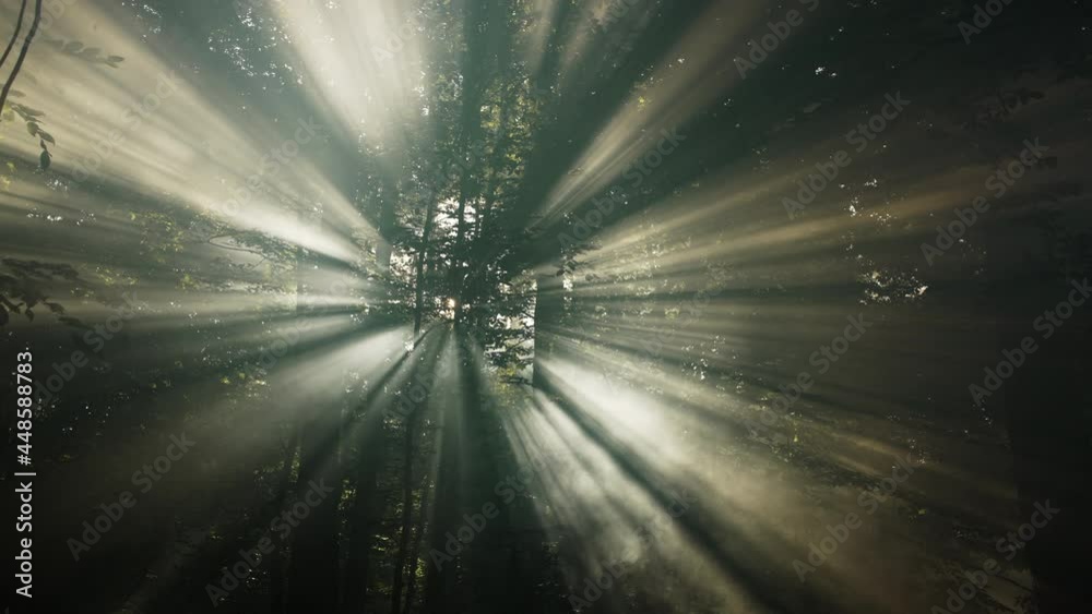 Forest in smoke due to fire. The sun's rays beautifully make their way through the smoke