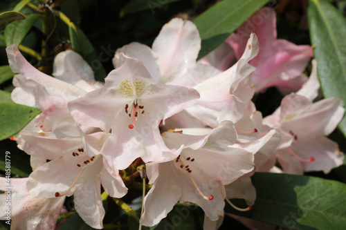 Pink hybrid Rhododendron flowers photo