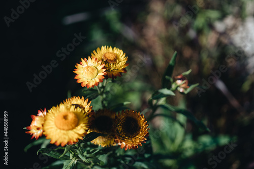 Yellow and orange flowers of Xerochrysum bracteatum plant