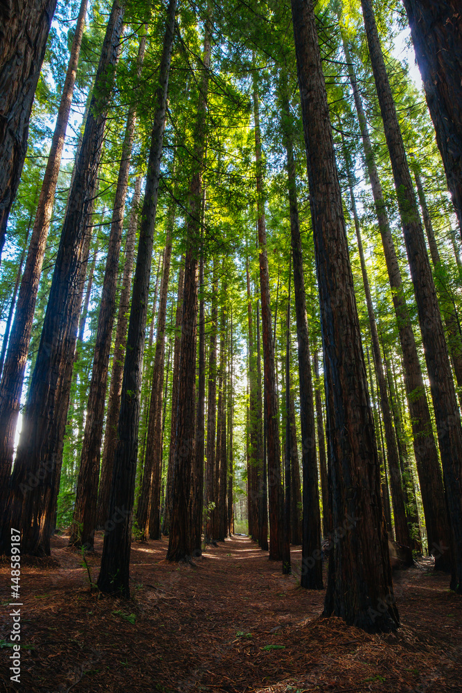 Obraz premium Cement Creek Redwood Forest in Australia