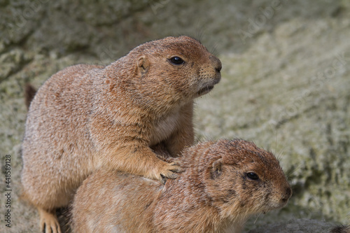 portrait of two marmots or groundhogs (marmota) sitting one after another