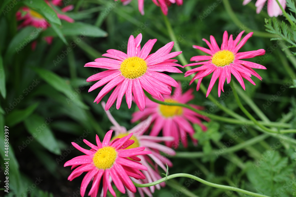 Pink painted daisy flowers with yellow centre Pink painted daisy flowers with yellow centre