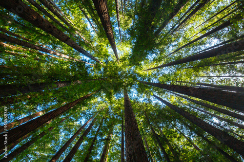 Cement Creek Redwood Forest in Australia