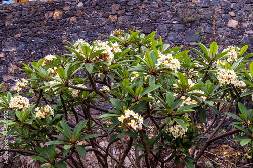 Obraz na plátně Plumeria alba pertenece a la familia Apocynaceae