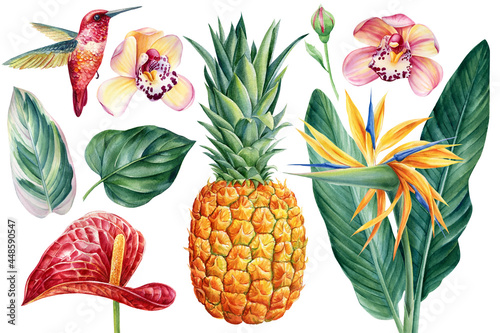 Tropical plants  flowers  palm leaves  fruits and bird on isolated white background  watercolor illustration