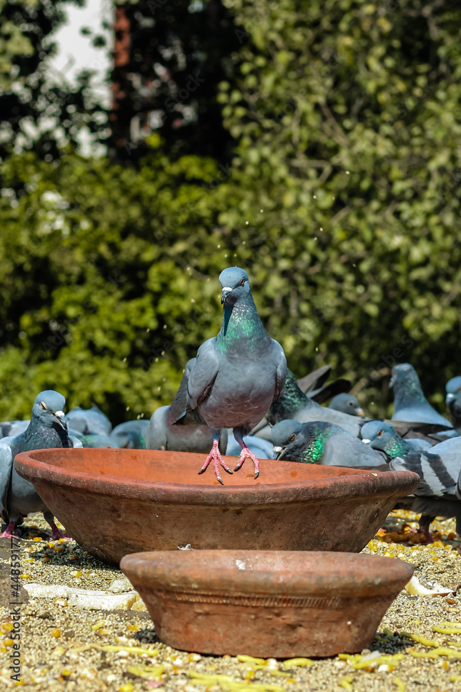 Fototapeta premium pigeons in the park